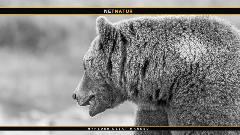 Bjørn dræber trafikskadet elg