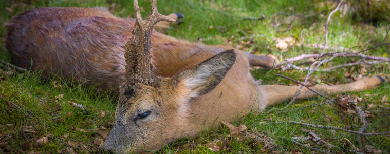kapitale bukke i Polen