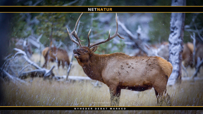 Riffeljagt: Syv mindeværdige skud