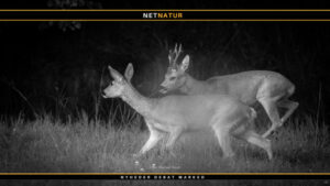 Rådyret – vores mest graciøse hjortevildt