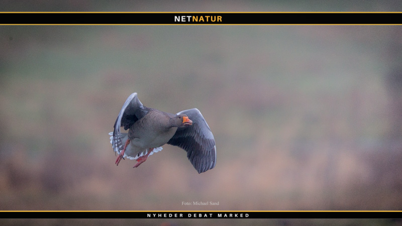 Vildtudbyttestatistik: Det laveste udbytte siden 2. verdenskrig