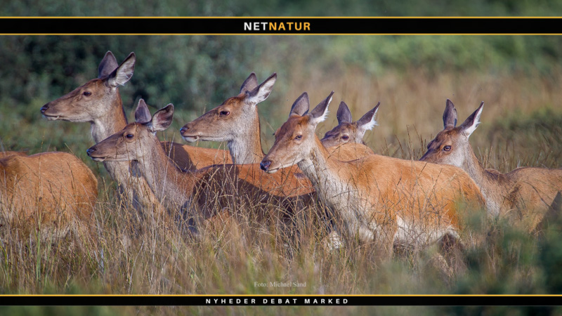 Danske pattedyr i gratis App Miljøstyrelsen indgår ny kontrakt med Aarhus Universitet