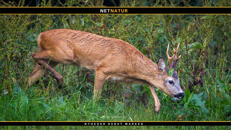 Bukkejagt er også lokkejagt