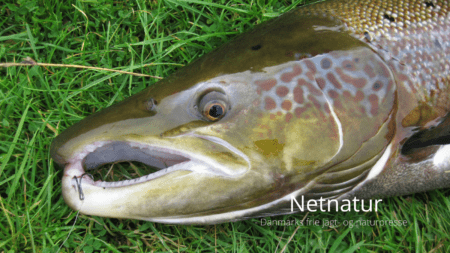 Nyt lakseeventyr i Nordjylland?