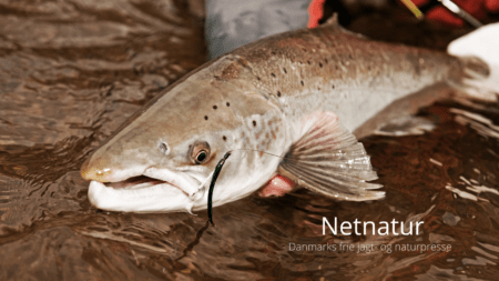 Genudsætning af laks