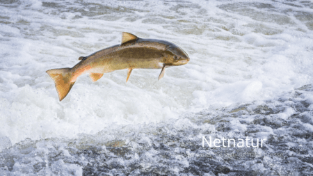 Skjern Å: Hvad sker der lige med bestanden af laks? Skjern Å: Hvad sker der lige med bestanden af laks?