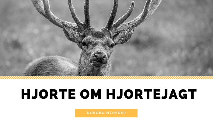 Hjorte-hvisker afslører: Det mener hjorte om hjortejagt