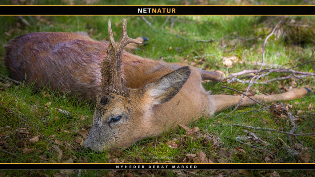 Råvildt: Nedturen fortsætter