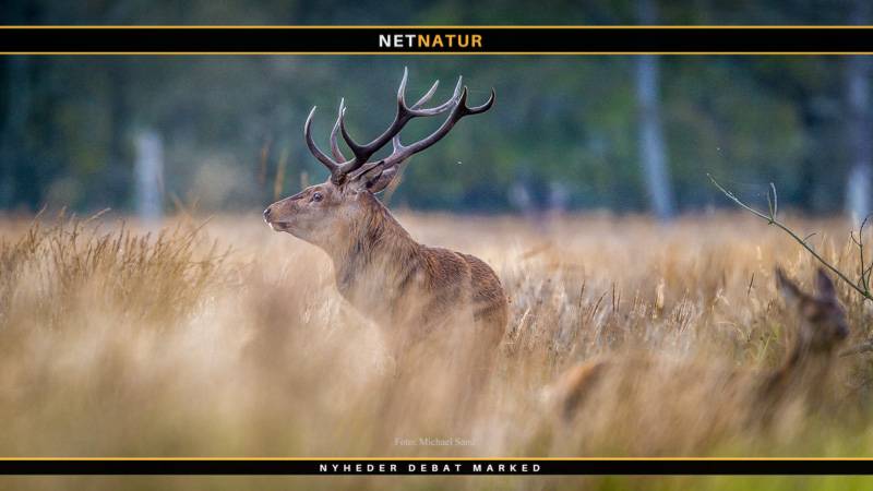 Skumringsjagt, nye jagttider og sprossefredning: Virker det efter hensigten?