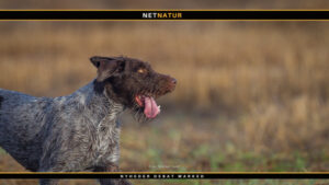 Ruhåret hønsehund – en alsidig jagtkammerat Ruhåret hønsehund - en alsidig jagtkammerat