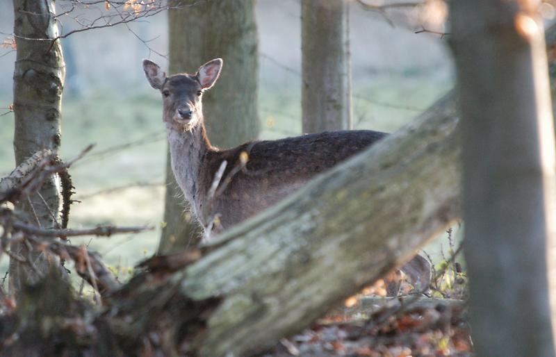 Sjælland: Bevægelsesjagt tilbydes