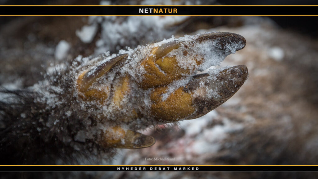 Tyske myndigheder intensiverer nu jagten på vildsvin Tysk jagttegn og lyddæmper - sådan gør du