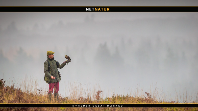 Dansk Falkejagt Klub byder ny miljøminister velkommen