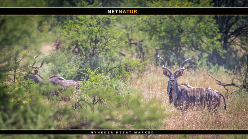 Minimumskalibre til jagt i Afrika