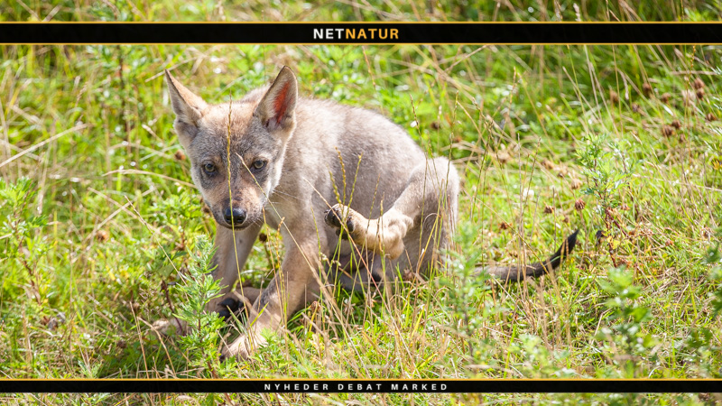 Nye anbefalinger til afstand fra ulvehvalpe