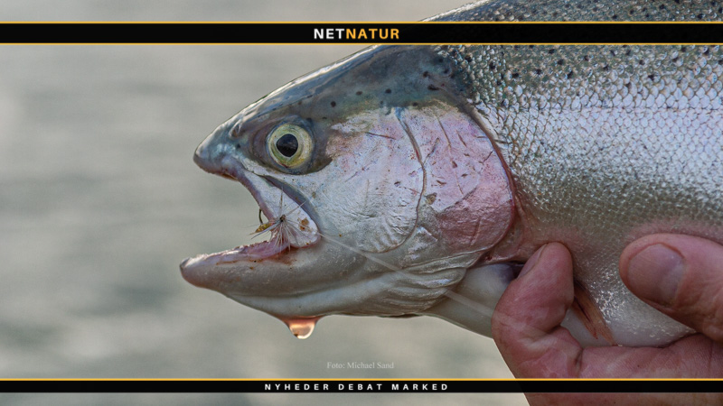 Jurassic Lake – verdens måske bedste fiskeri for regnbueørred Havbrug i Storebælt påsejlet af fiskekutter