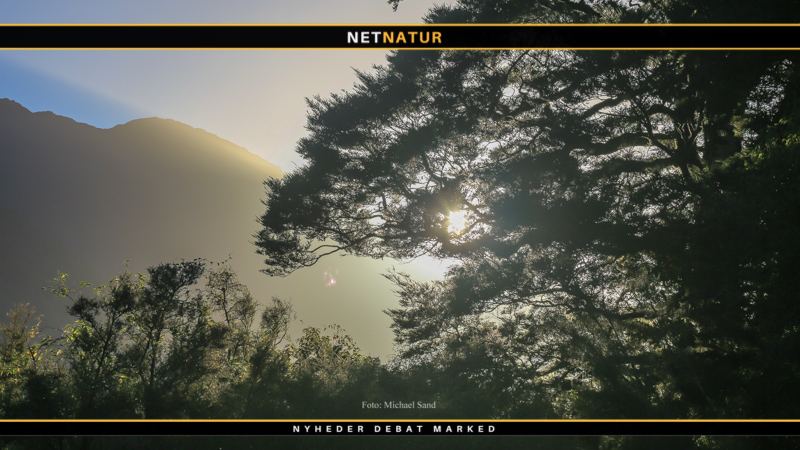 Våbentilladelse kræver plantning af nye træer