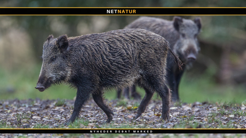 Information til jægere omkring Afrikansk Svinepest Afrikansk svinepest - hvad er det?