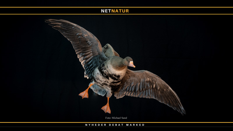 Stigende bestand af blisgås Stigende bestand af blisgås