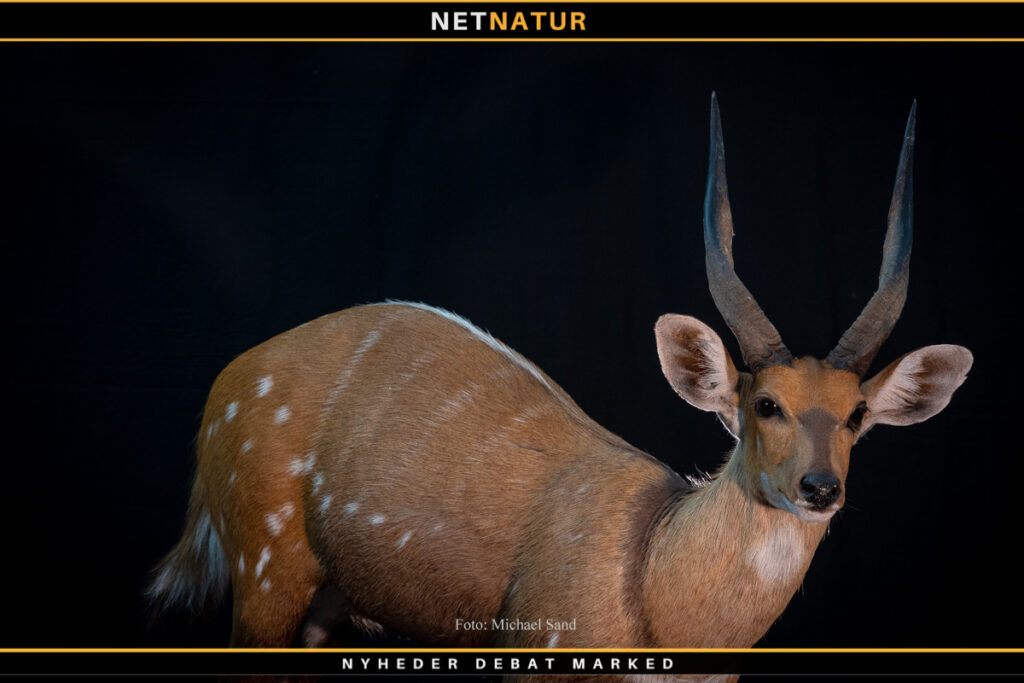 Bushbuck