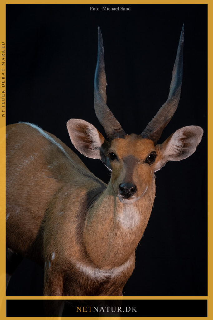 Bushbuck