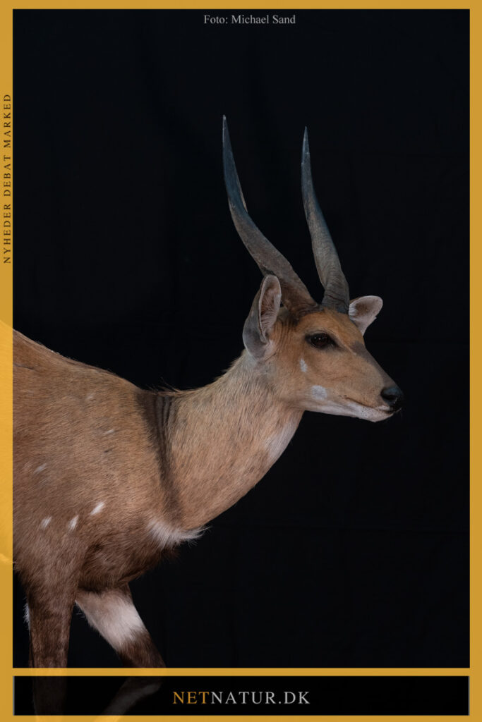 Bushbuck