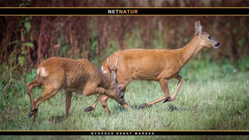 bukken kalder på råen