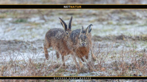 Haren – agerlandets langørede sprinter Hare