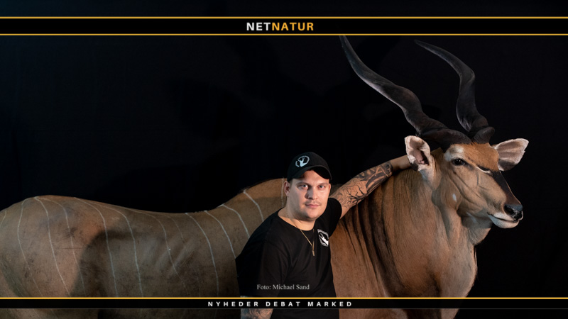 Eland: Første fuldmonterede i flere årtier