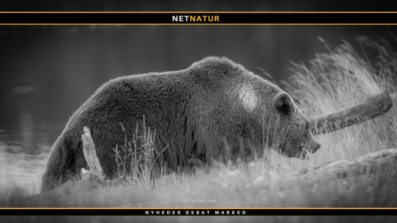 Hver tredje bjørn anskydes