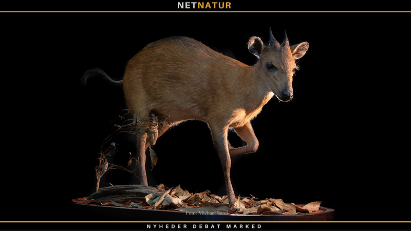 Red-flanked duiker