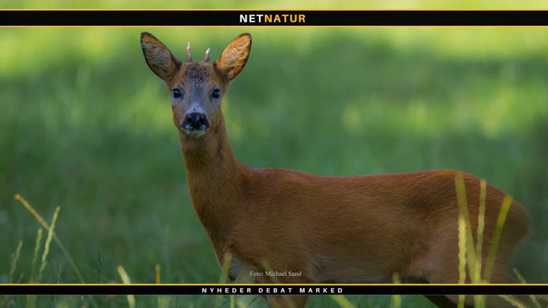 Råvildtsyge og kobber