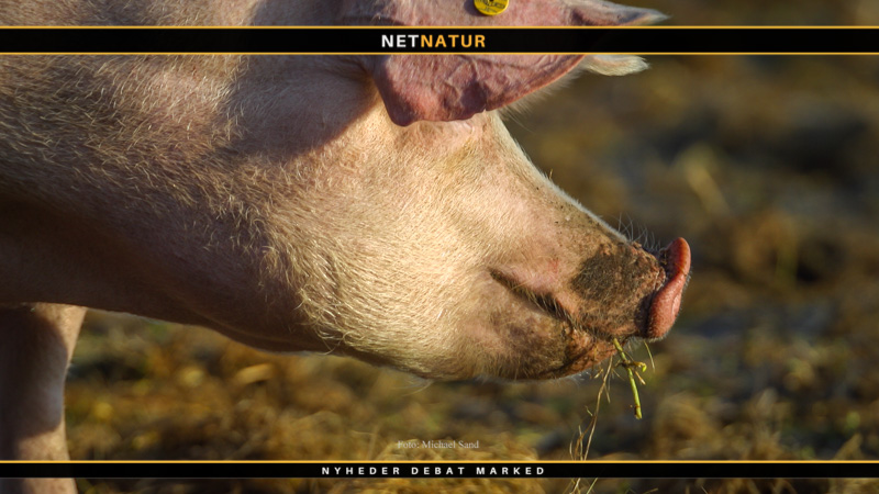 Ny vaccine udviklet mod Afrikansk Svinepest