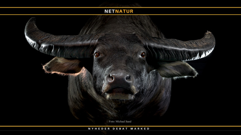 Vandbøffel som trofæ