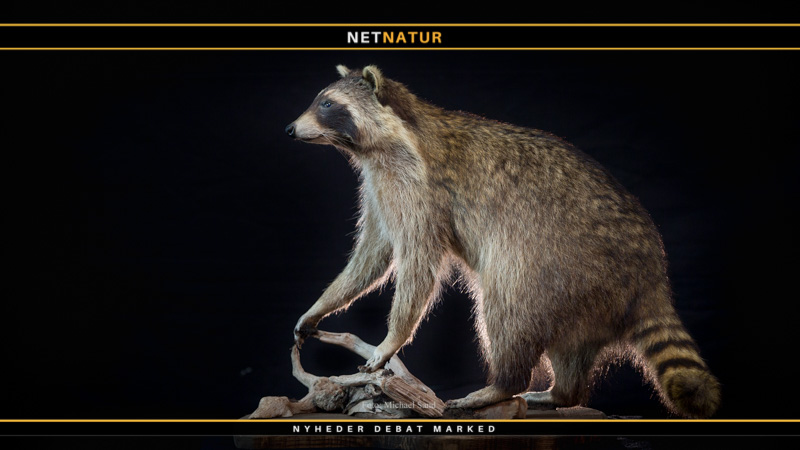 Vaskebjørn som trofæ