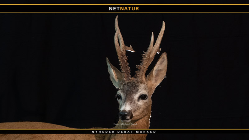 200 CIC buk - som trofæ