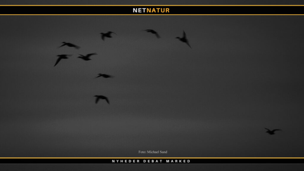 Undersøgte ænder har for højt indhold af PFAS