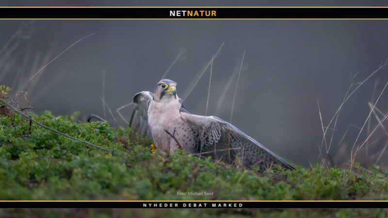 Dansk Falkejagt Klub