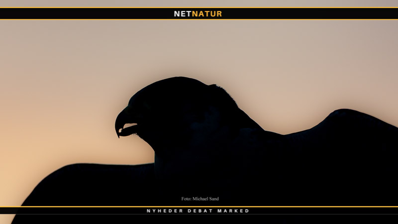 Falkejagt og danske arter