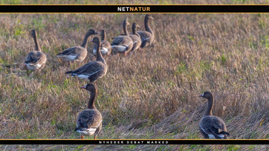 Dagen i dag - Mortensaften