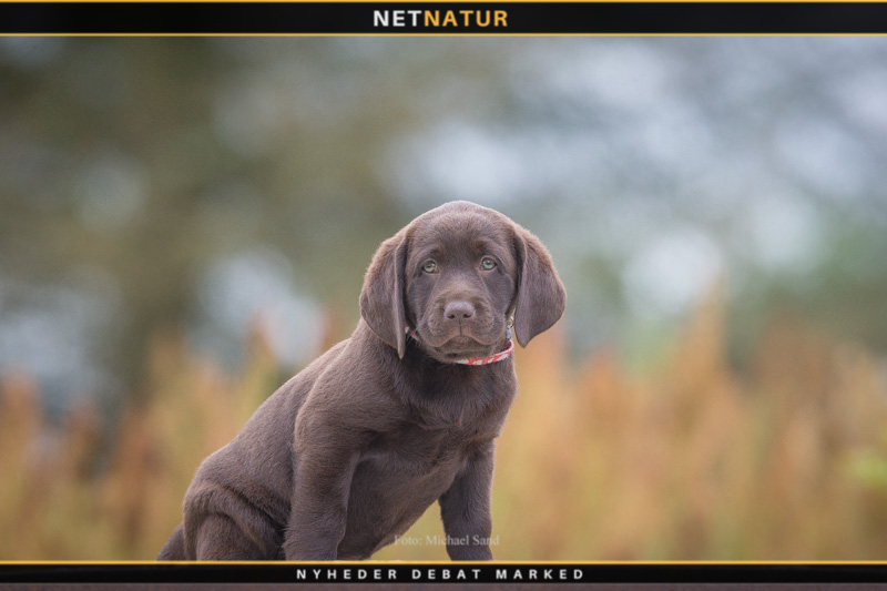 Import af hund fra et EU-land Import af hund fra et EU-land