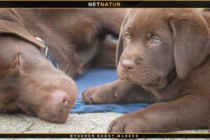 OCD hos hurtigtvoksende hvalpe