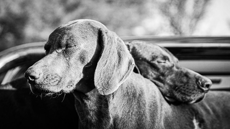 Hvalpefabrik – sådan spottes de