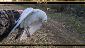 Regulering af duer i byerne