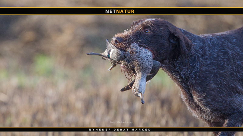 Skal hunden med på rejse til Tyskland?