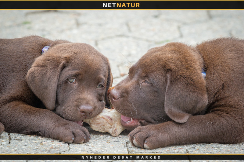 Ulvetid i hundegården Hundehvalpe