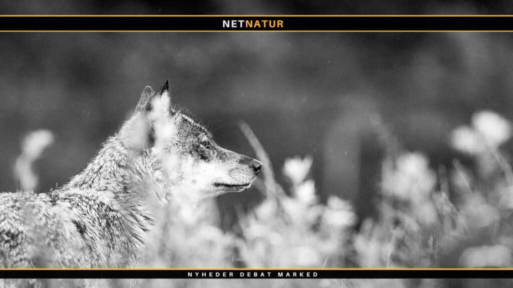 Ny forbedret metode til identificering af ulvehybrider