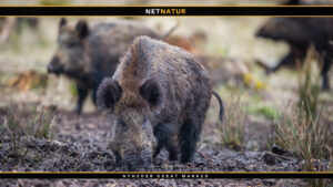 Hvordan står det til med de danske vildsvin?