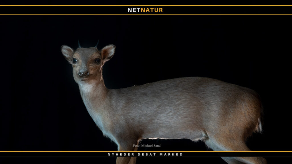 Blue duiker som trofæ Blå Dykkerantilope