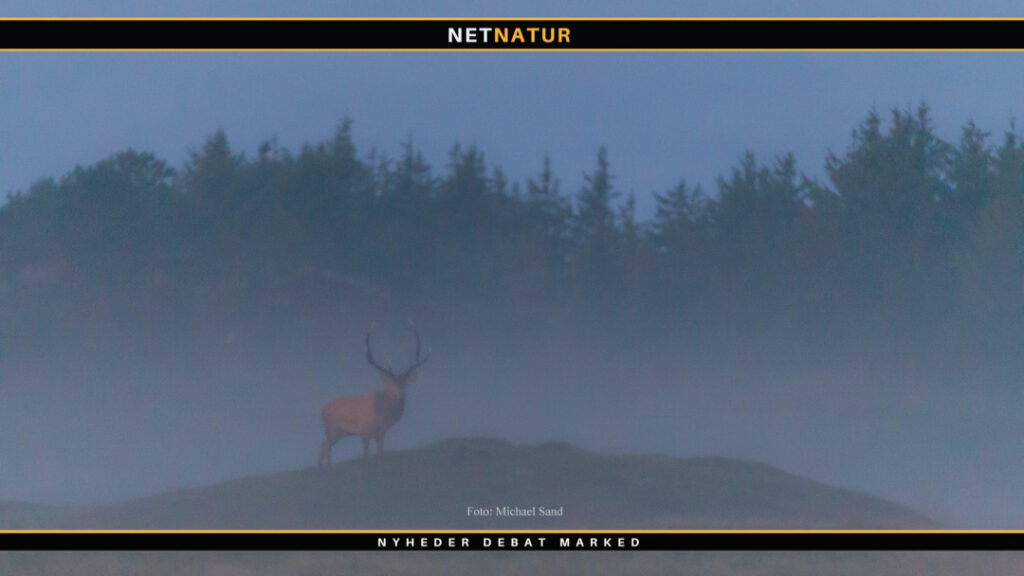 Dansk Land og Strandjagtforening og hjortevildt